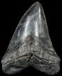 Fossil Megalodon Tooth - Barely Under #56464-1